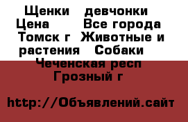 Щенки - девчонки › Цена ­ 2 - Все города, Томск г. Животные и растения » Собаки   . Чеченская респ.,Грозный г.